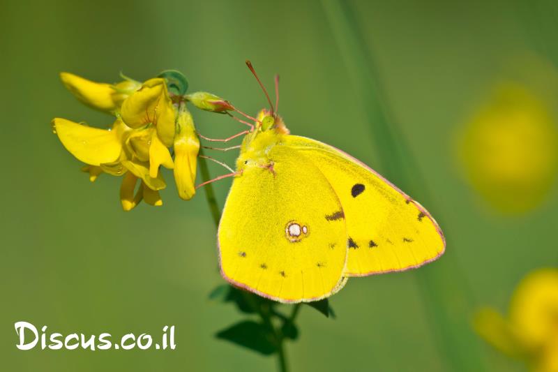 לבנין התלתן