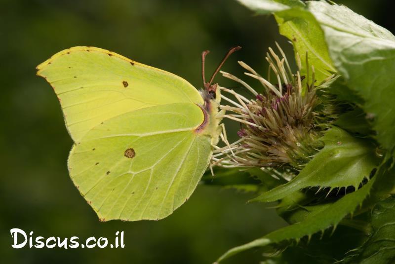 לימונית אירופית