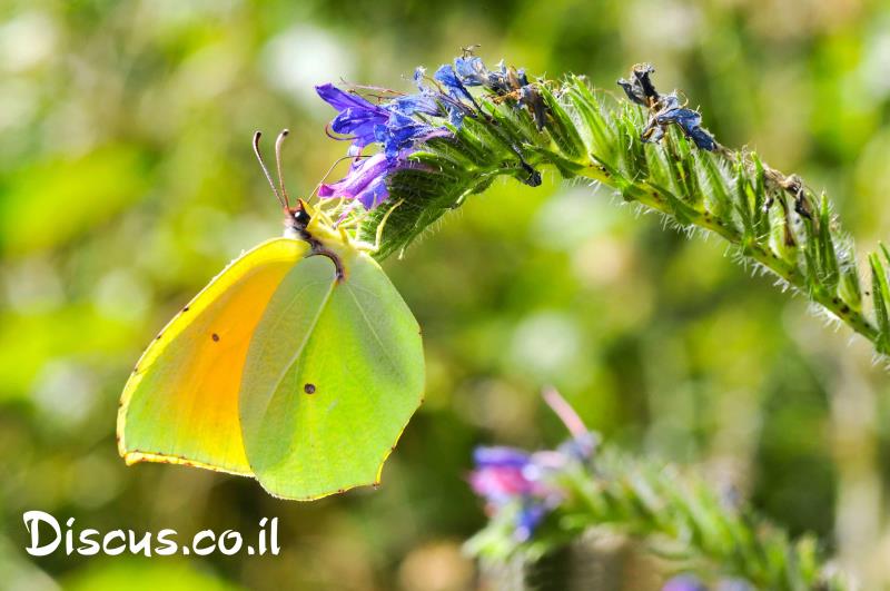 לימונית האשחר