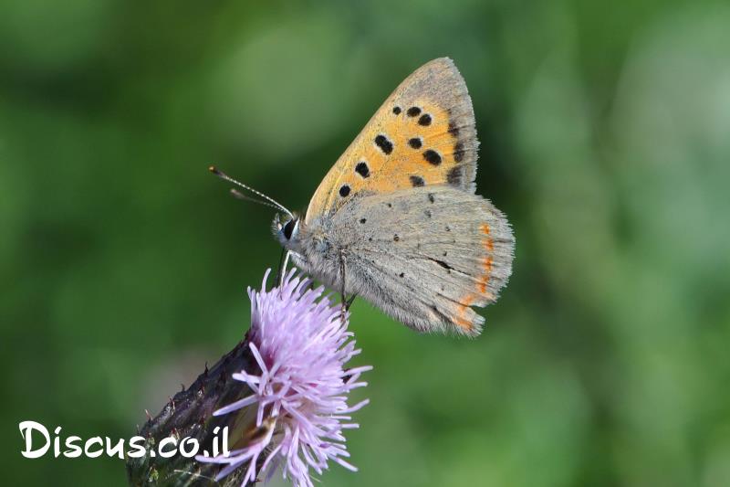 כחליל הארכובית