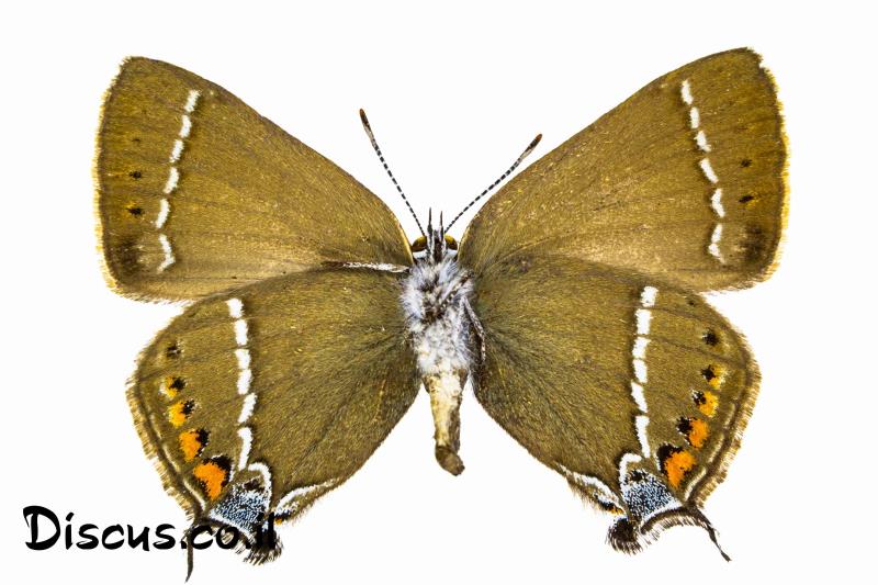 כחליל האשחר