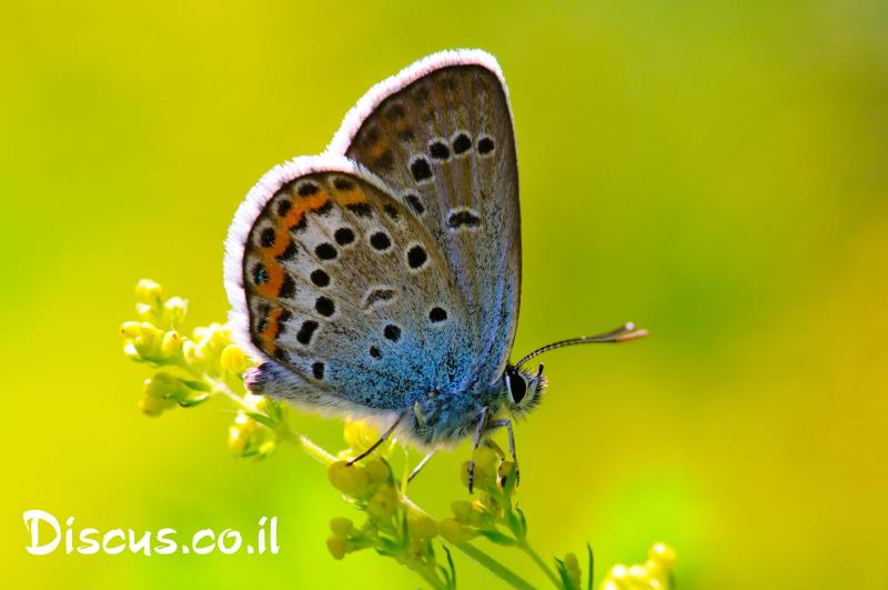 כחליל הבקיה