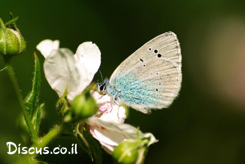 כחליל הדבשה