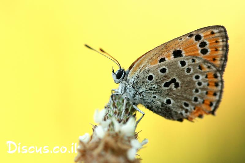 כחליל החומעה