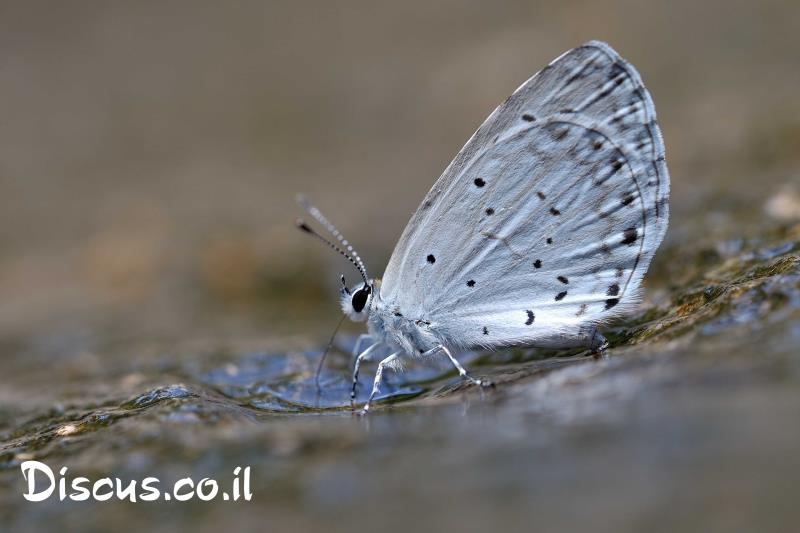 כחליל הקיסוס