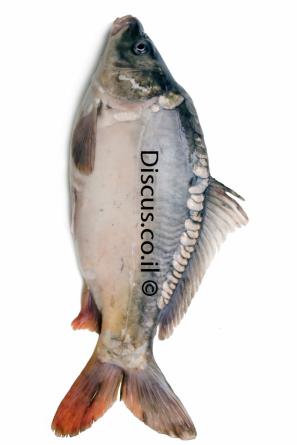 קרפיון מצוי