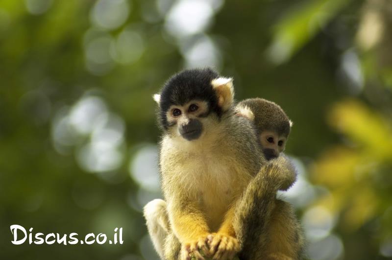 קוף סנאי בוליביאני