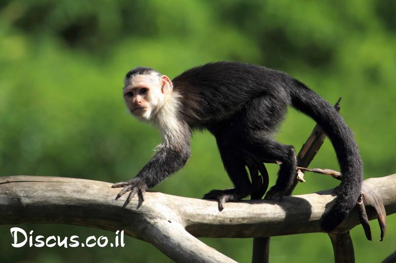 קפוצין לבן ראש