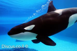 לוויתן קטלן