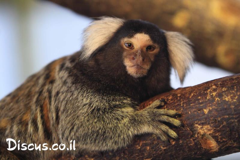 מרמוסט מצוי