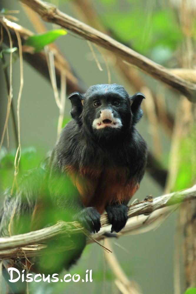טמרין לבן שפתיים