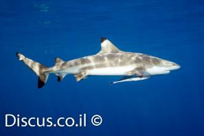 כריש שחור סנפירים