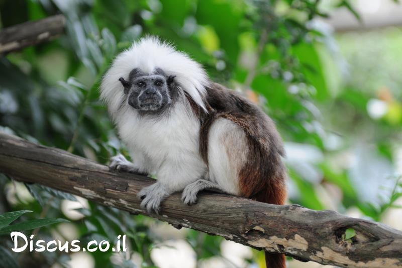 טמרין לבן קודקוד