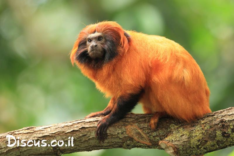 טמרין רעמתי זהוב