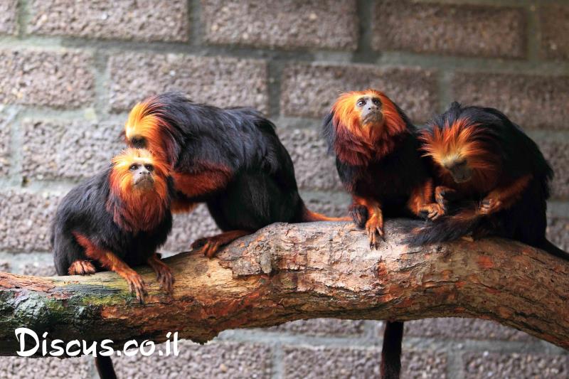 טמרין רעמתי זהוב ראש