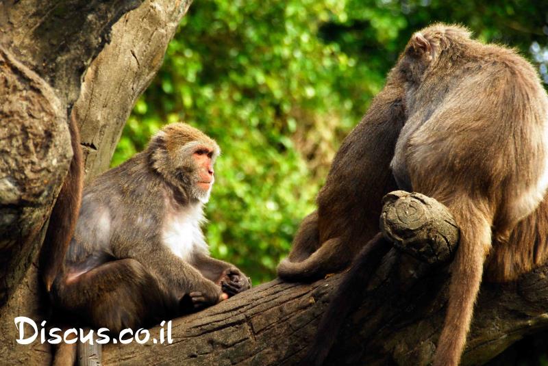 מקוק סלעים פורמוסני