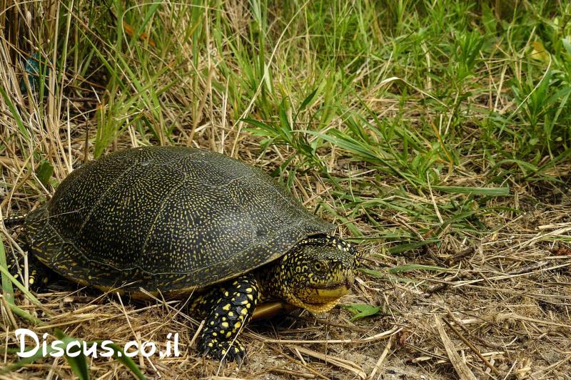 צב ביצות אירופי