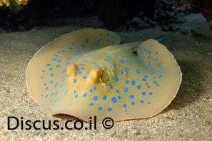 מחבטן הספירים