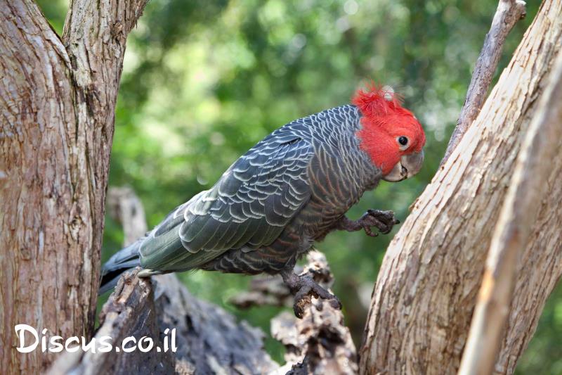 קקדו גאנג גאנג