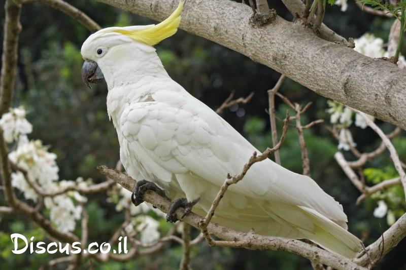 קקדו צהוב ציצית