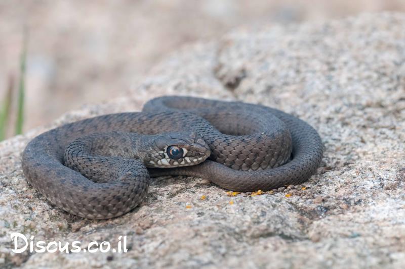 תלום קשקשים מצוי
