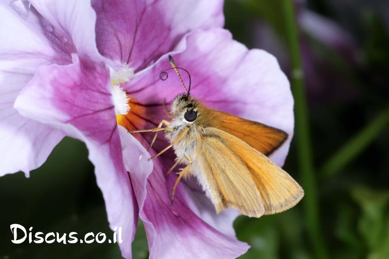הספרית החיטה