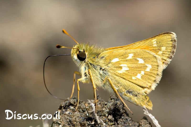 הספרית הפסיק