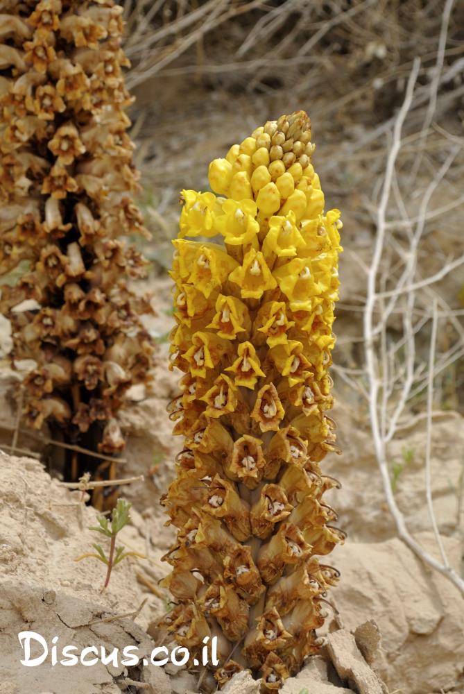 יחנוק המדבר