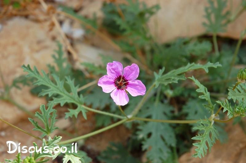 מקור חסידה שעיר