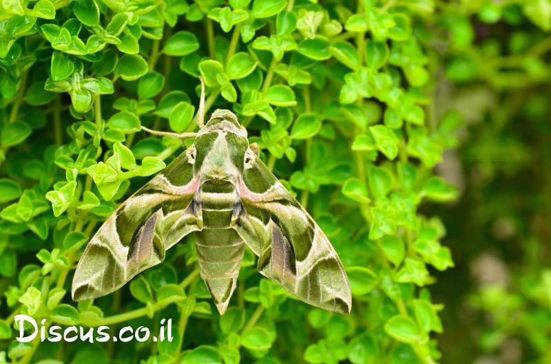 רפרף ההרדוף