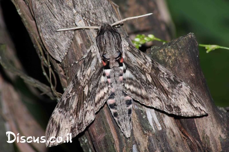 רפרף החבלבל