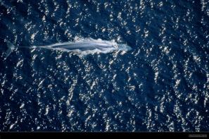 לוויתן כחול