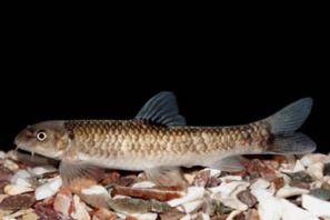 עגלסת סדומית