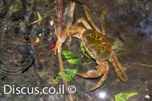 סרטן הנחלים