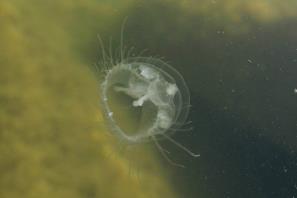 מדוזית הגולן