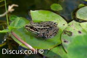 צפרדע הנחלים