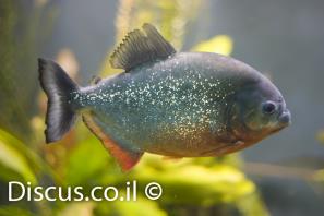 פיראנה אדומה