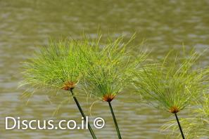 גומא פפירוס