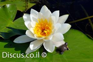 נימפאה לבנה