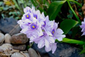 יקינטון המים