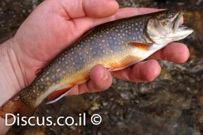 פורל הנחלים