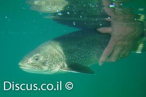 פורל האגמים