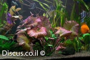 נימפאה טייגר