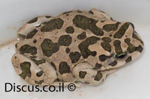 קרפדה ירוקה