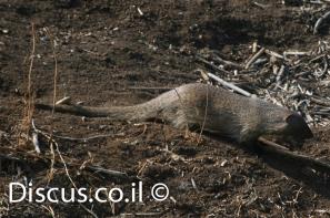 נמייה מצויה