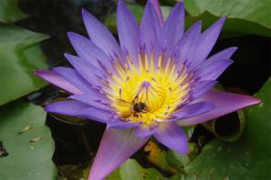 נימפאה כחולה