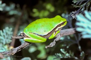אילנית מצויה