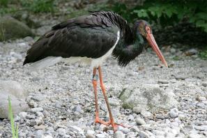 חסידה שחורה