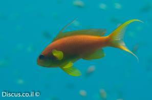 פזית ים סוף