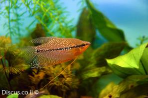 גורמי פנינה